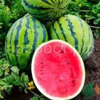 Без названия (4)