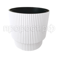 Жасмин 40белый Жасмин 40белый