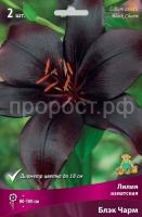 Лилия азиатская Блэк Чарм Лилия азиатская Блэк Чарм