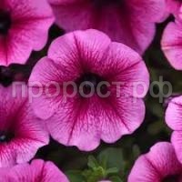 Без названия