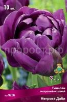 Тюльпан махровый поздний Негрита Дабл_