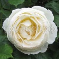 Без названия Без названия