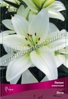 Лилия Азиатская Йети (12-14) 5 шт 717741 Лилия Азиатская Йети (12-14) 5 шт 717741