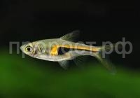 Без названия