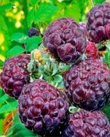 Без названия (1) Без названия (1)