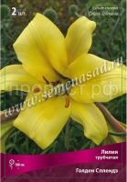 Лилия Трубчатая Голден Сплендор (12-14) 5 шт 717829 Лилия Трубчатая Голден Сплендор (12-14) 5 шт 717829