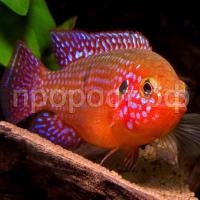 Хромис-красавец