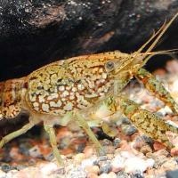 Рак Мраморный 5см