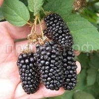 columbia-sunrise-700x700 columbia-sunrise-700x700