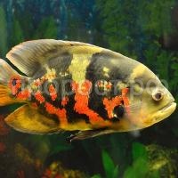 Рыба Астронотус ассорти 20-25см