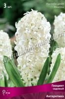 Гиацинт Антарктика