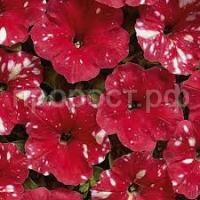 Без названия (7)