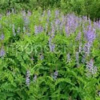 Без названия (1)