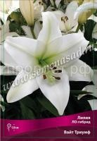 Лилия ЛО-Гибрид Вайт Триумф (12-14) 5 шт 717804 Лилия ЛО-Гибрид Вайт Триумф (12-14) 5 шт 717804