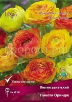 lutik_asia_picoti_oringe_kaper lutik_asia_picoti_oringe_kaper