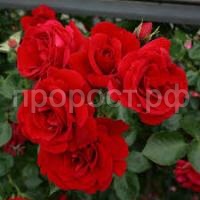 Без названия Без названия