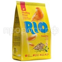 RIO_canary_Moulting period_pachka_r RIO_canary_Moulting period_pachka_r