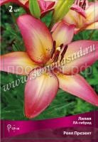 Лилия ЛА-Гибрид Ройал Презент (12-14) 5 шт 717800