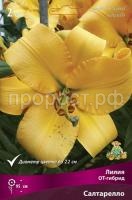 liliya_ot_gibrid_saltarello_kaper liliya_ot_gibrid_saltarello_kaper