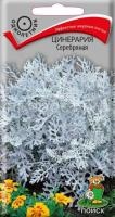 Цинерария Серебряная