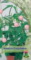 Мимоза Стыдливая
