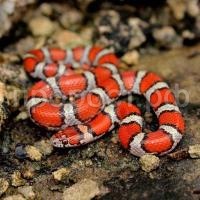 Змея Молочная