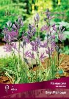 kamassia_kvamash_blue_melodi_kaper kamassia_kvamash_blue_melodi_kaper