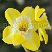 Без названия (1) Без названия (1)