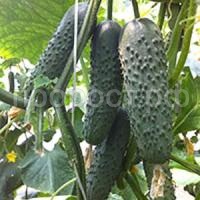 Огурец Седрик F1 500 шт Огурец Седрик F1 500 шт