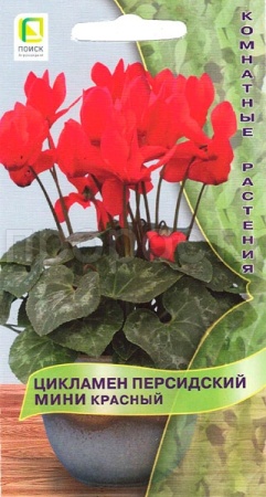 Цикламен персидский Красный 2шт