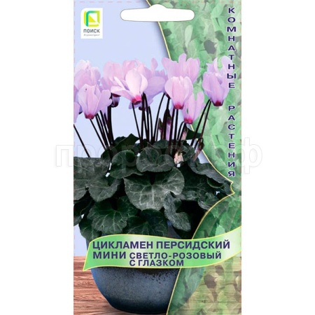 Цикламен персидский мини Светло-розовый с глазком 2шт