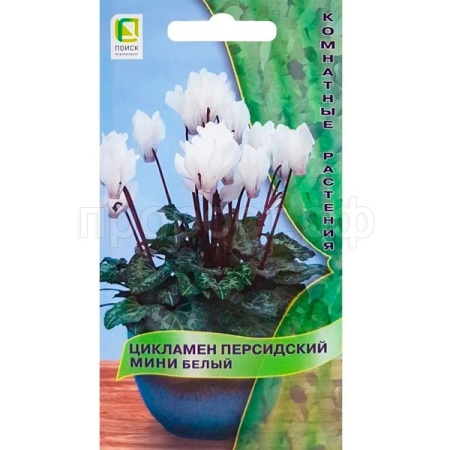 Цикламен персидский Белый  2шт
