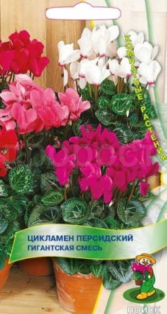 Цикламен персидский Королевский миниатюрный смесь окрасок 2шт 