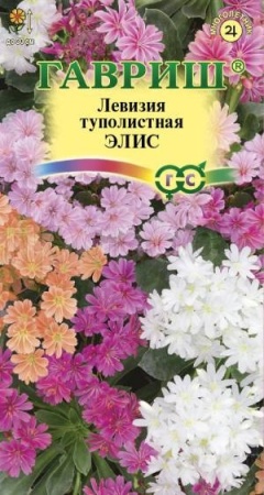 Левизия туполистная Элис 5 шт