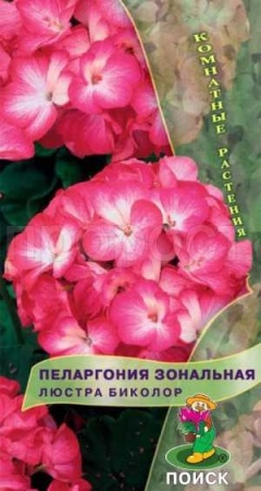 Пеларгония Люстра Биколор 5шт