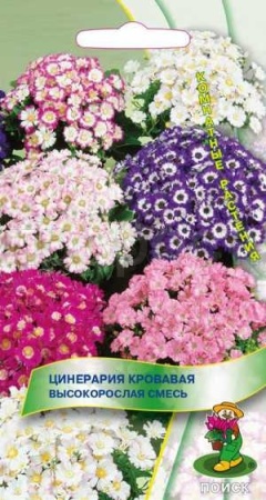 Цинерария кровавая Высокорослая смесь 0,01г