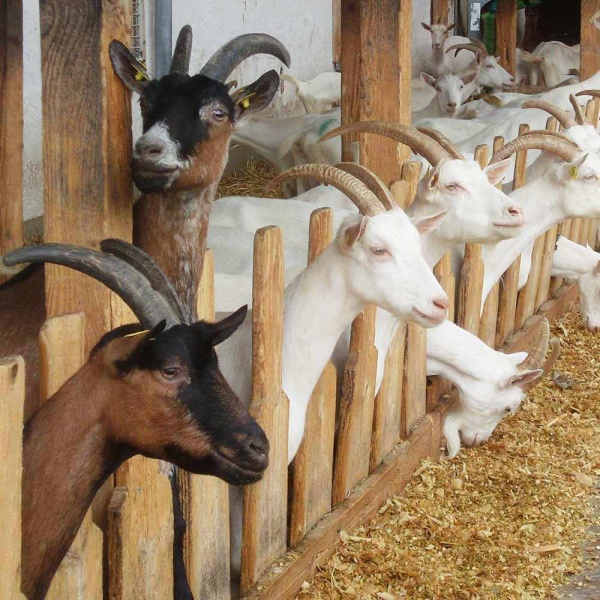 Дрожжи кормовые ДОБРОЖИЛ 0,5 кг