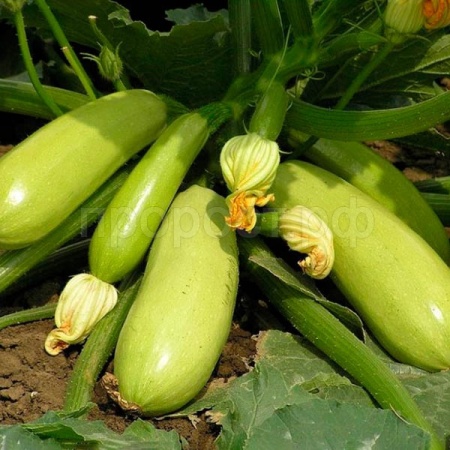 Кабачок Искандер F1 100 шт