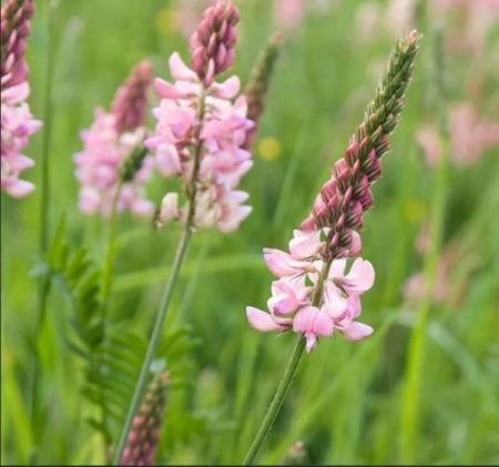 Семена эспарцета 500г 