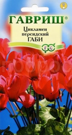 Цикламен персидский Габи  3 шт 