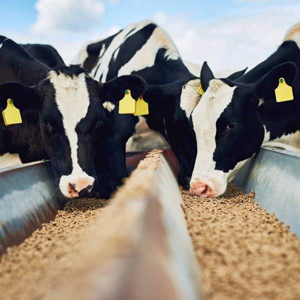 ЗЦМ ПРОРОСТ 16% 2кг