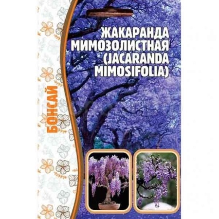 Жакаранда мимозолистная 5шт