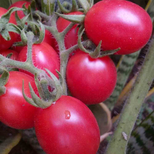 Томат Новичок розовый 0,2г