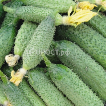 Огурец Король рынка F1 10шт