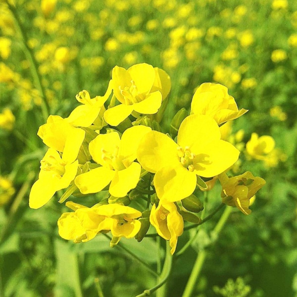 Семена горчицы белой 1 кг