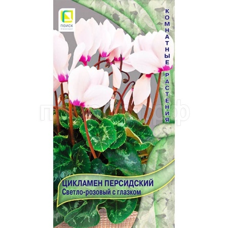 Цикламен персидский Светло-розовый с глазком 2шт