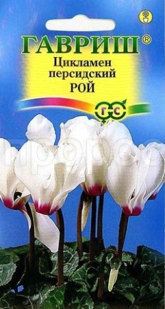Цикламен персидский Рой  3 шт