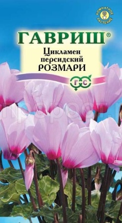Цикламен персидский Розмари 3шт