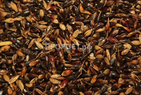 Семена суданская травы 500г