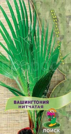 Вашингтония Нитчатая 3шт